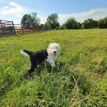 Pedigree old English Puppies for Sale