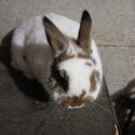 2 Netherland Dwarf sisters -4