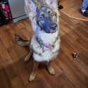 Blue Sable German shepherd -2