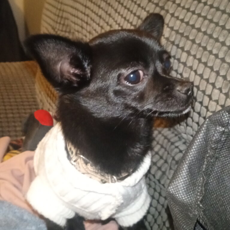 Lola teacup chihuahua