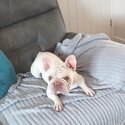 Platinum Frenchbulldog-4