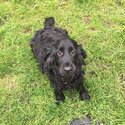 Black male cocker looking for new home-1