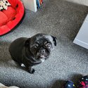 2 year old lhasa apso cross pug -0