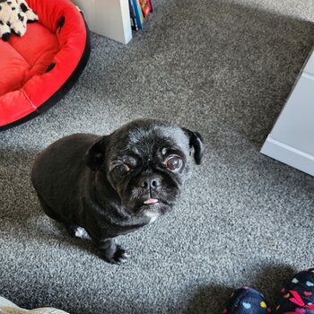 2 year old lhasa apso cross pug 