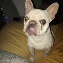 French Bulldog for sale-1