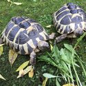 Herman tortoises-1