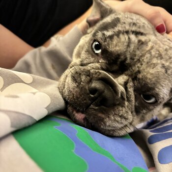 Female French bulldog 