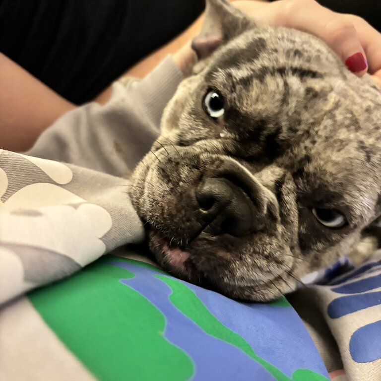 Female French bulldog 