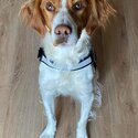 Cody, Brittany Spaniel, Needing Forever Home-0