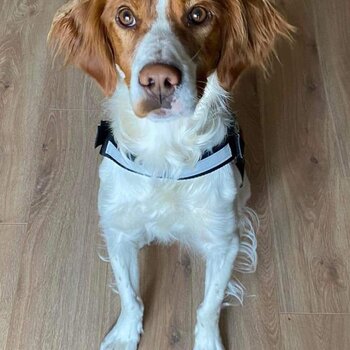 Cody, Brittany Spaniel, Needing Forever Home