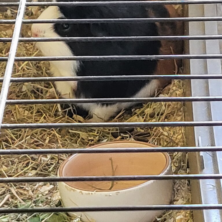 2 male bonded guinea pigs with full setup 