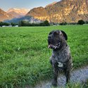 Cane Corso puppies-2