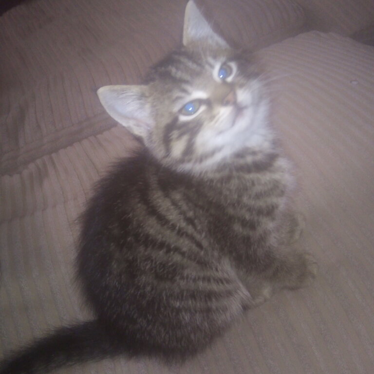 Siberian kitten. Need gone