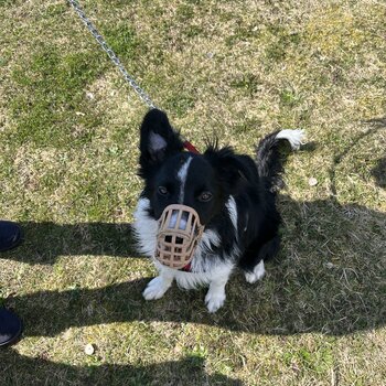 9 month old border collie