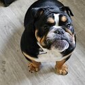 English bulldog -1