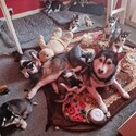 Siberian husky puppys for sale-3