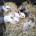 5 Beautiful baby's Lionhead Cross Rex -1