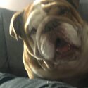 English bulldog -3