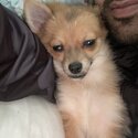 5 month old chihuahua quarter Pomeranian -0