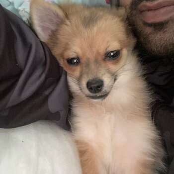 5 month old chihuahua quarter Pomeranian 