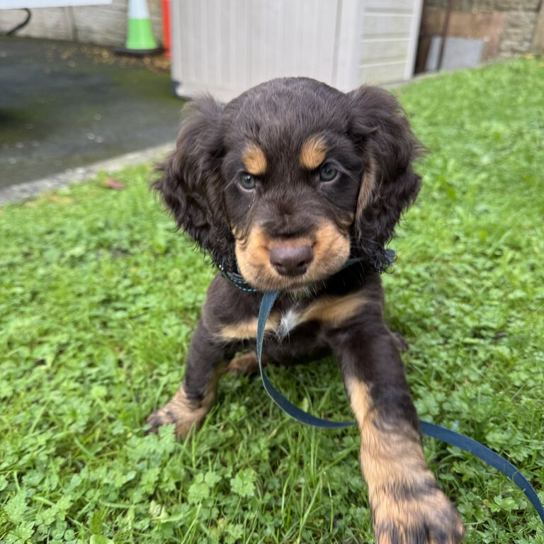 Kc Working cocker spaniel