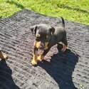 Top class Miniture Pinscher pups