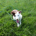 Lovely purebred Border Collie dog -1