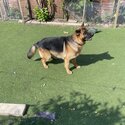 German Shepherd Male Puppy for Sale-1