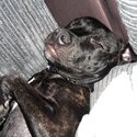 New home needed 8 month old Staffy -5