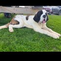 Saint bernard -3