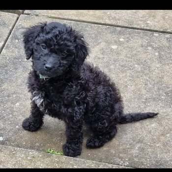 Cockapoo puppy