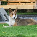 Beautiful border collie for adoption -3