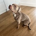 American bully male needs rehome-0