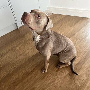 American bully male needs rehome