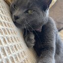 Russian blue -1