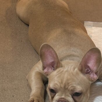 Enzo French bulldog 