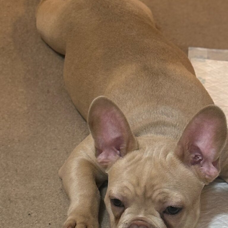 Enzo French bulldog 