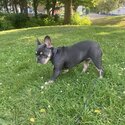 Beautiful blue tan 9 month old French bulldog-2