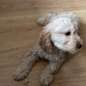 Adorable cockapoo puppy for sale -1