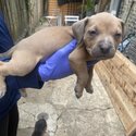 American Bully puppies in need of a home -4