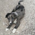 Border collie puppies -1