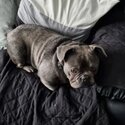 Blue french bulldog kc registered and microchiped -2