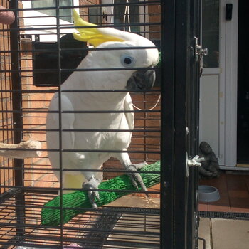 Cockatoo - Cage Included