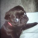 Beautiful pug puppy -0