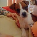 Beautiful Male Jack russell -2