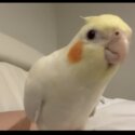 cute sticky cockatiel-2