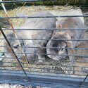 2x 2 year old Lops-1