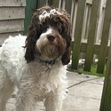 10 month male cockapoo-0