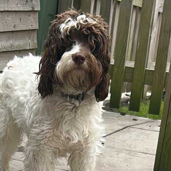 10 month male cockapoo