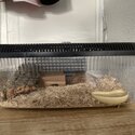 Cornsnake and terrarium -5